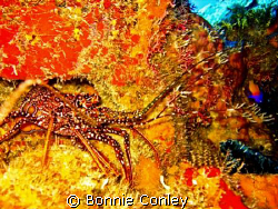 Spotted Spiny Lobster seen in Grand Cayman August 2008.  ... by Bonnie Conley 